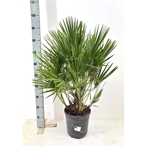 CHAM HUMILIS