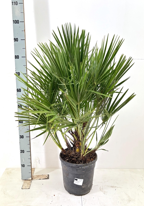 <h4>CHAM HUMILIS</h4>