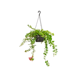 COLUMNEA BATOM C21