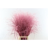 Siergras Panicum Kbh Pink P Stem