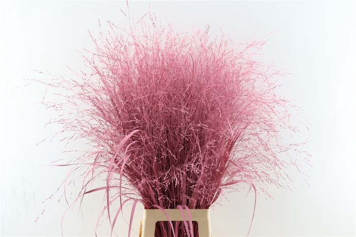 <h4>Siergras Panicum Kbh Pink P Stem</h4>