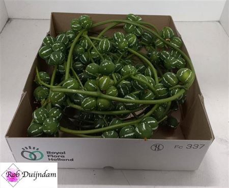 <h4>Sier Diplocyclos Green P.box</h4>