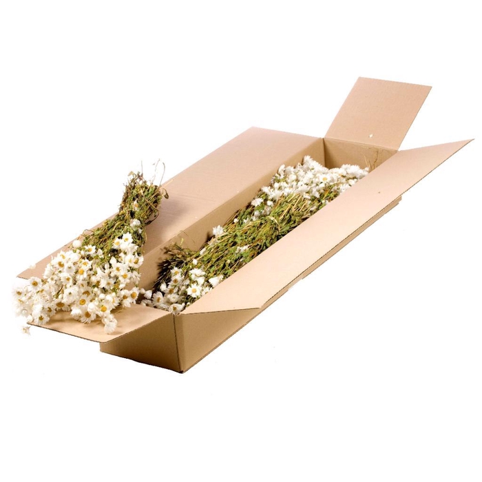 <h4>Rhodanthe Sb Natural White</h4>