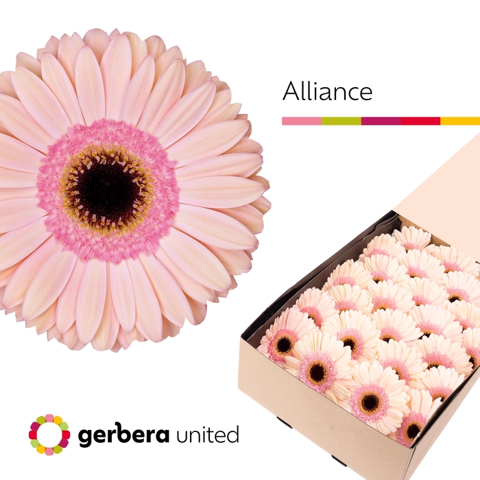 Gerbera Alliance Doos