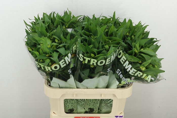 <h4>Alstr Aurora</h4>