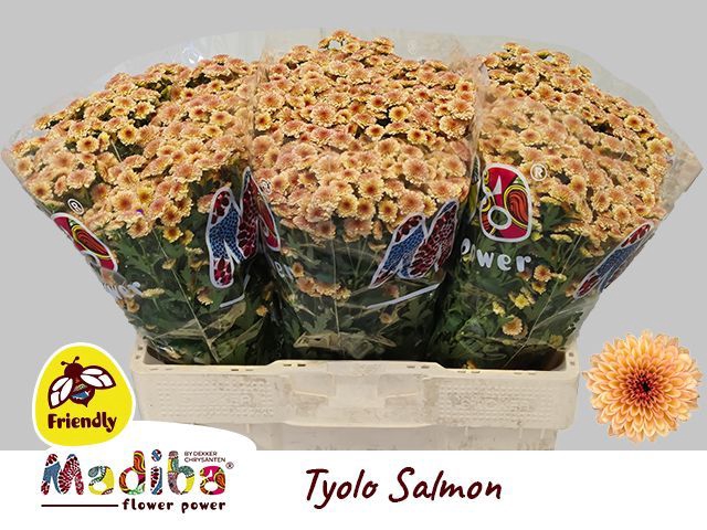 <h4>CHR S MAD TYOLO SALM</h4>