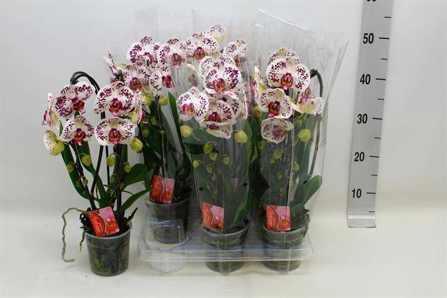 Phalaenopsis Elegans Cascade 12Ø 45cm 2st 16fl