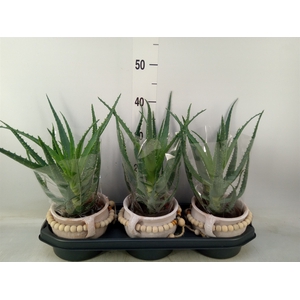Aloe arborescens
