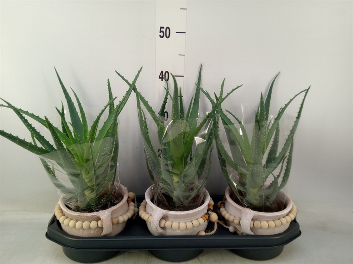 <h4>Aloe arborescens</h4>