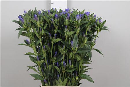 <h4>Genti Kagayaki</h4>