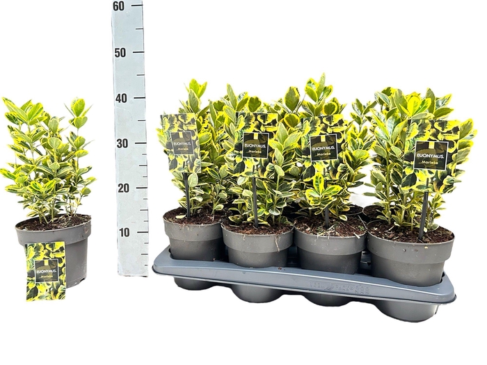 <h4>EUONYMUS JA MARIEKE</h4>