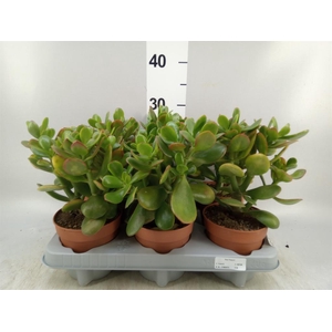Crassula ovata 'Sunset'