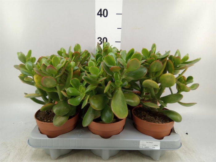<h4>Crassula ovata 'Sunset'</h4>