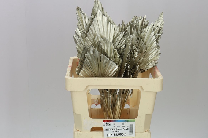 Dried Palmspear Platina