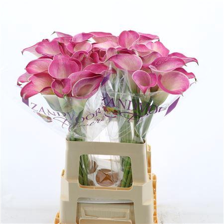 <h4>Calla Denver | Heavy Quality</h4>