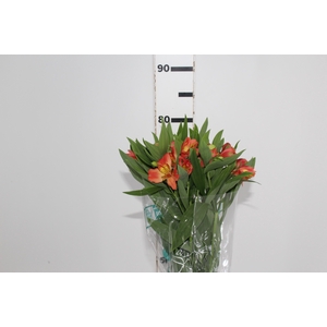 ALSTROEMERIA TROPICANA 080 CM
