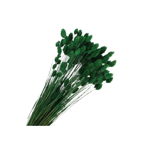 Phalaris Green Dark