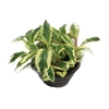 PEPEROMIA TRICOLOR C21