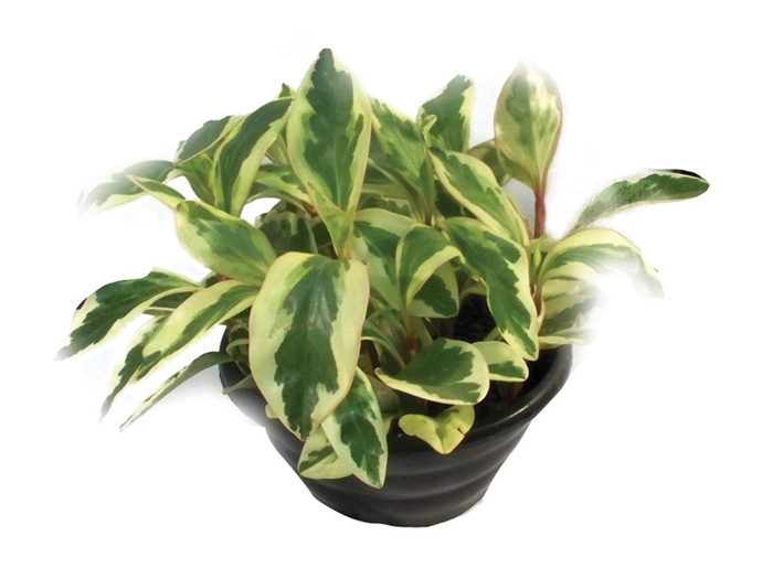 PEPEROMIA TRICOLOR C21