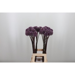 Allium Summer Drumme