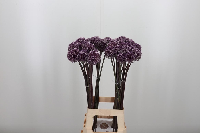 <h4>Allium Summer Drumme</h4>