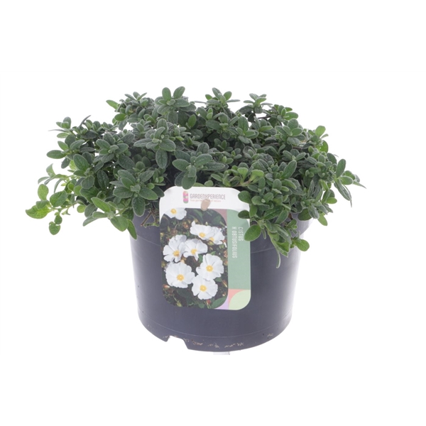 <h4>Cistus obtusifolius</h4>