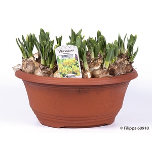 NARCISSUS CYCLAMINEUS