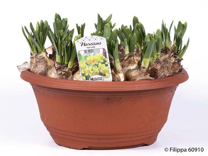 <h4>NARCISSUS CYCLAMINEUS</h4>