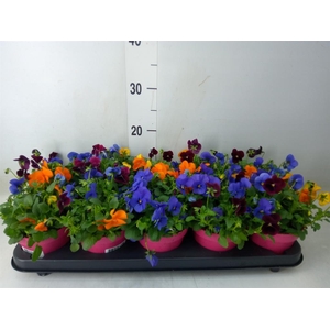 Viola corn. 'Evo Mini MM Warsaw'