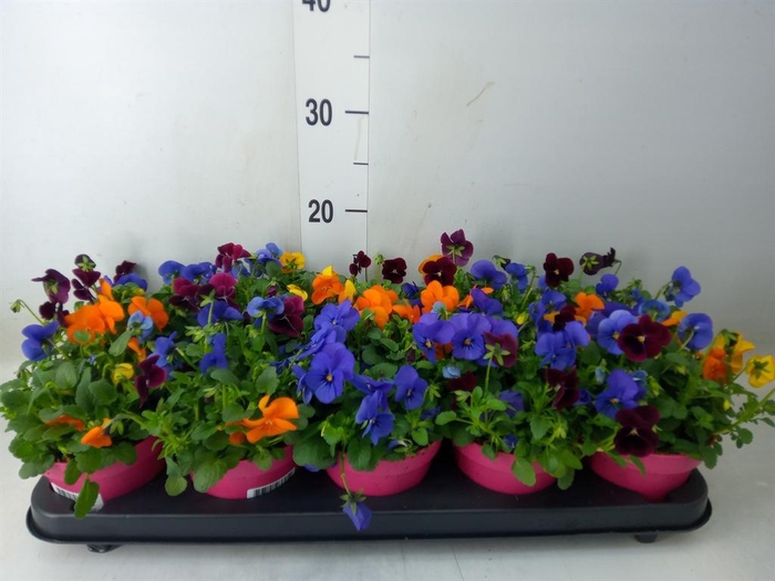 <h4>Viola corn. 'Evo Mini MM Warsaw'</h4>