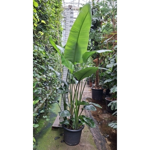 Strelitzia nicolai