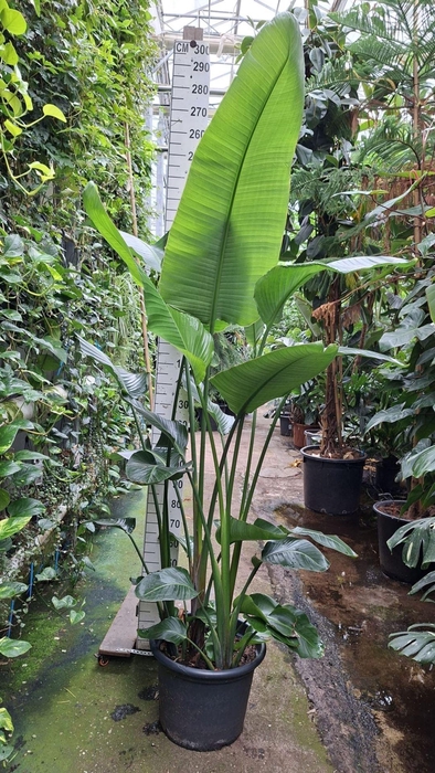 <h4>Strelitzia nicolai</h4>