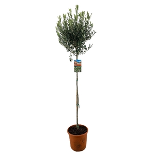 Olea europaea