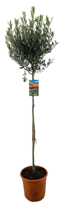 <h4>Olea europaea</h4>