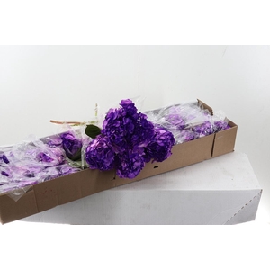 Hydr x10 Purple Tinted Box