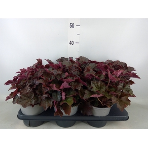 Heuchera micrantha 'Palace Purple'