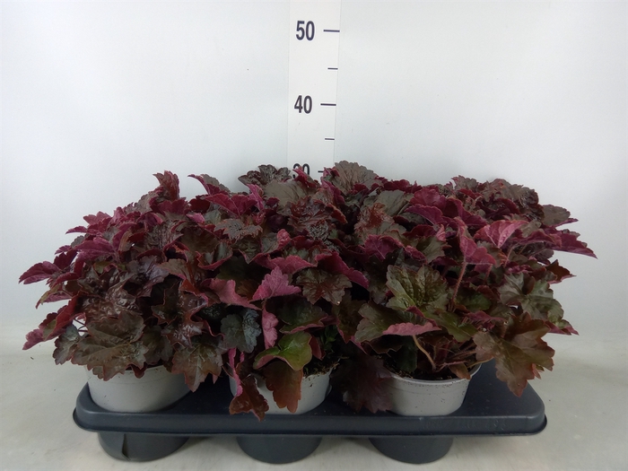 <h4>Heuchera micrantha 'Palace Purple'</h4>