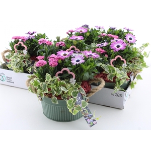 ARR TUINPLANTEN