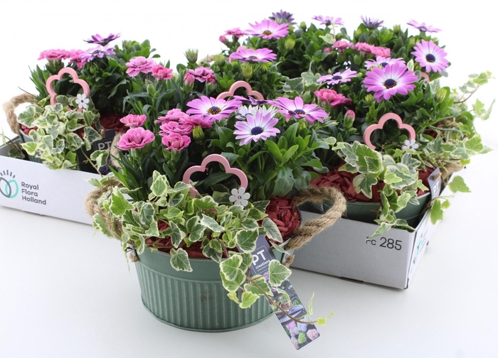 <h4>ARR TUINPLANTEN</h4>