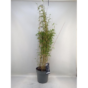 Fargesia nitida 'Volcano'