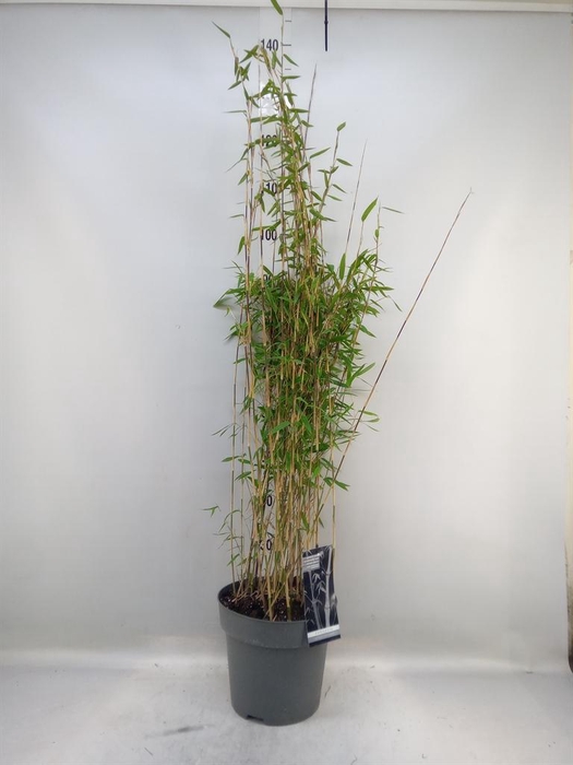 <h4>Fargesia nitida 'Volcano'</h4>