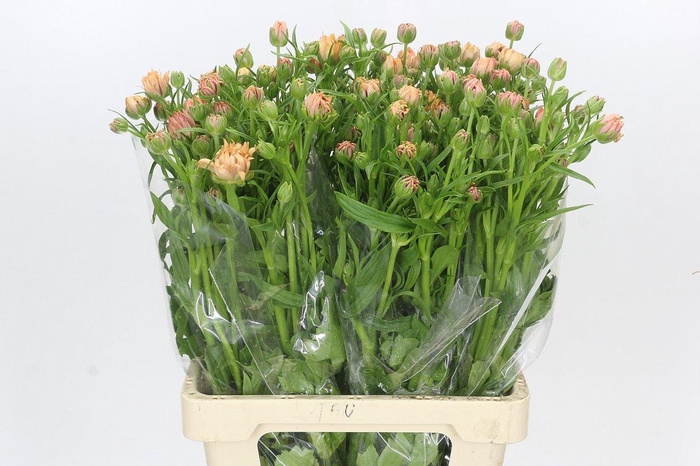 Ranunculus Moderna Galaxy