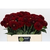 Dahlia Red Fox