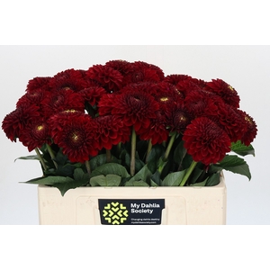 Dahlia Red Fox
