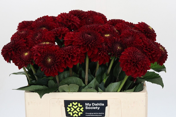 <h4>Dahlia Red Fox</h4>