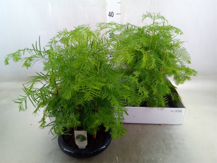 <h4>Bonsai   ...</h4>