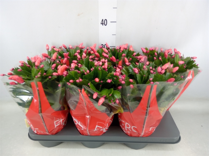 <h4>Schlumbergera   ...</h4>