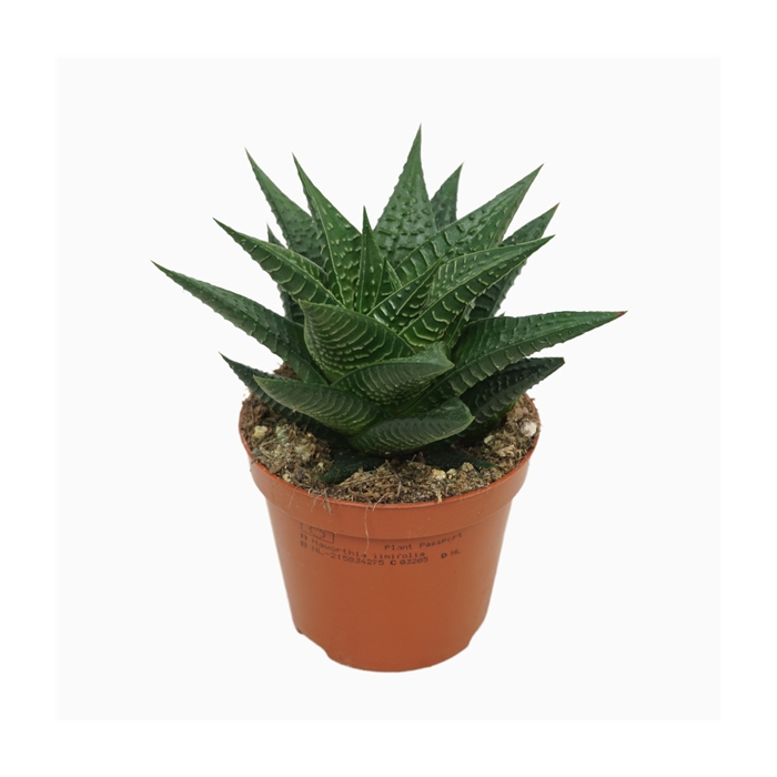 <h4>Haworthia limifolia 8,5 cm</h4>