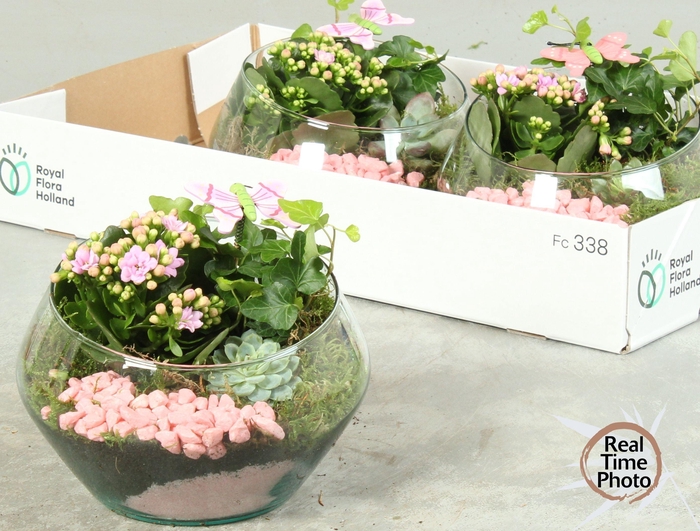 <h4>ARR KAMERPL</h4>