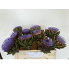 Cynara Cardunculus